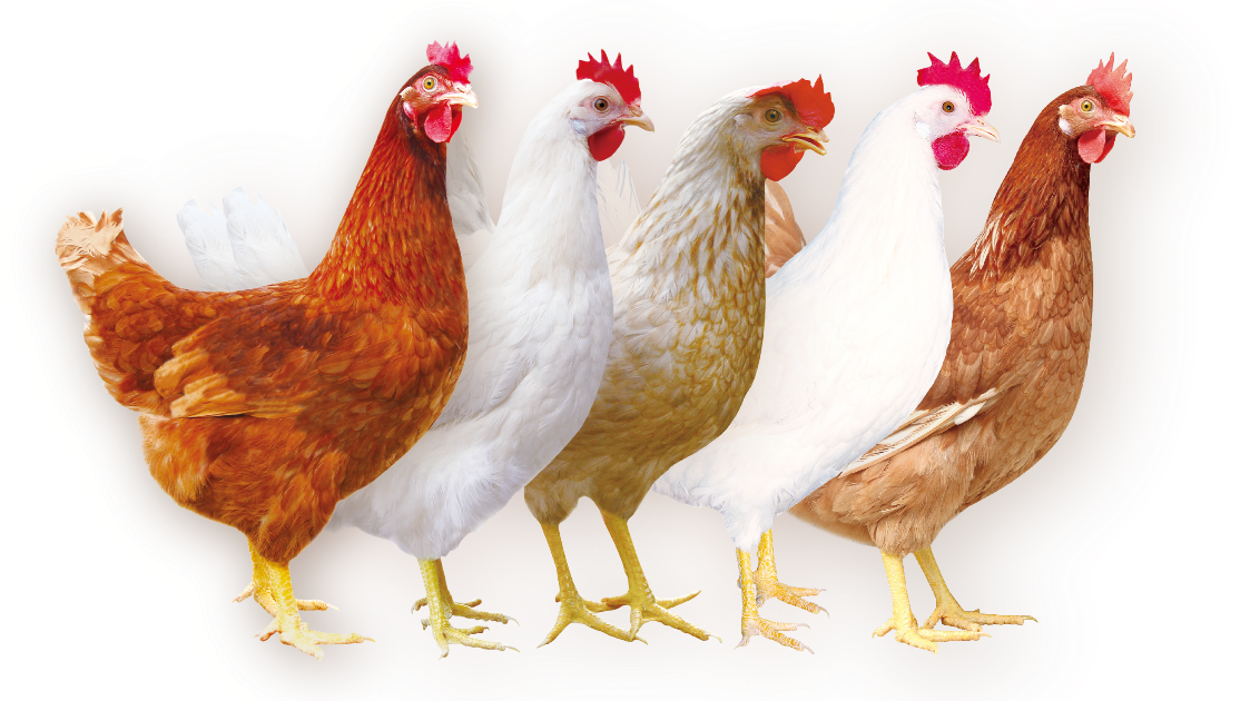 【走向世界的"京字号"种子系列报道】京红京粉 蛋鸡"中国芯"从中国