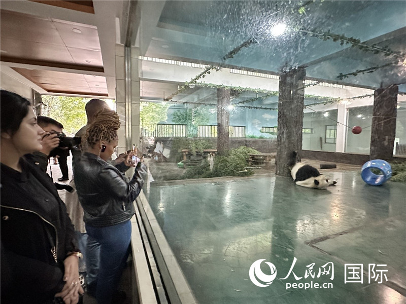 &ldquo;增进民心相通&rdquo;国际民间人士代表团参观安吉竹博园大熊猫馆。人民网记者 周雨摄