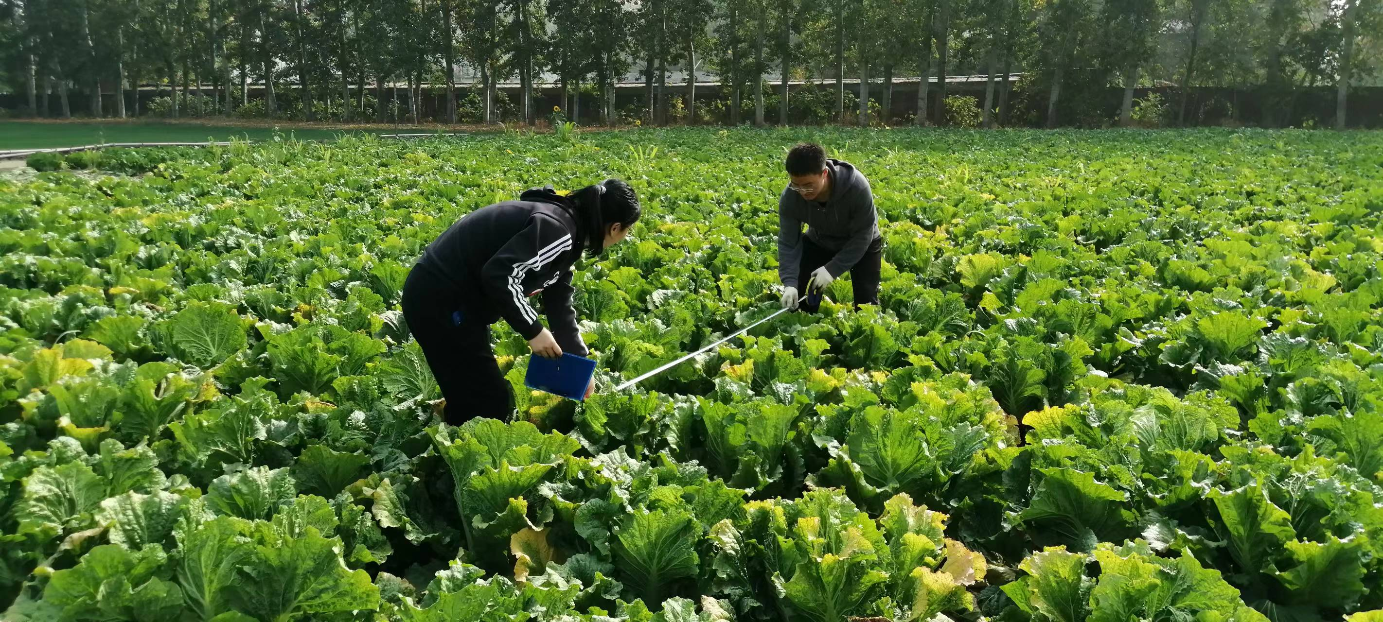 “立冬不砍菜，必定要受害”。11月5日北京降水概率70%，达小雨量级，11月6日最低温将降至1℃，据此天气情况，京郊大部分露地蔬菜生产地块会出现0℃以下低温。