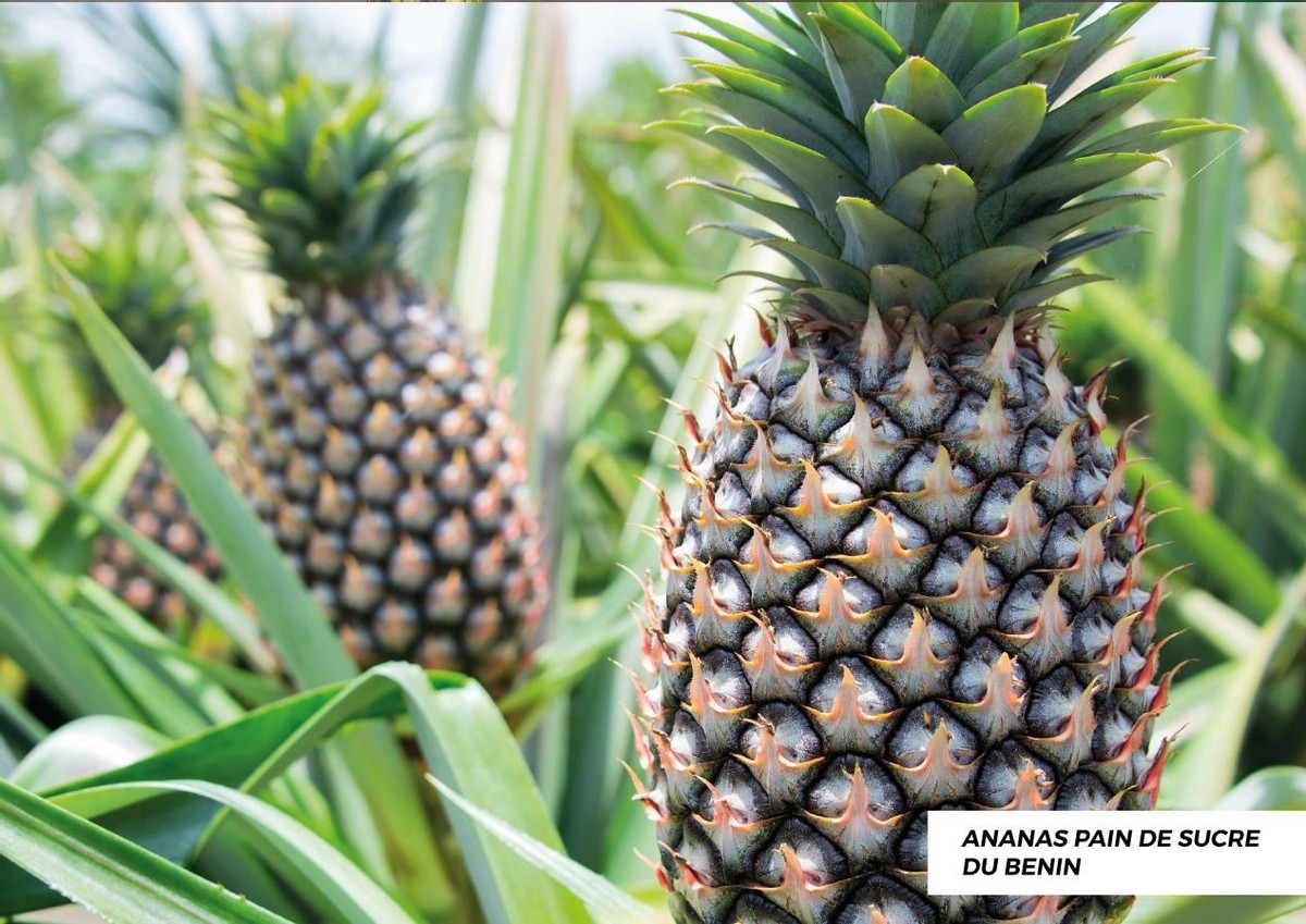 fcd4c09ac57e2e02ec8cc147e2a1ae57