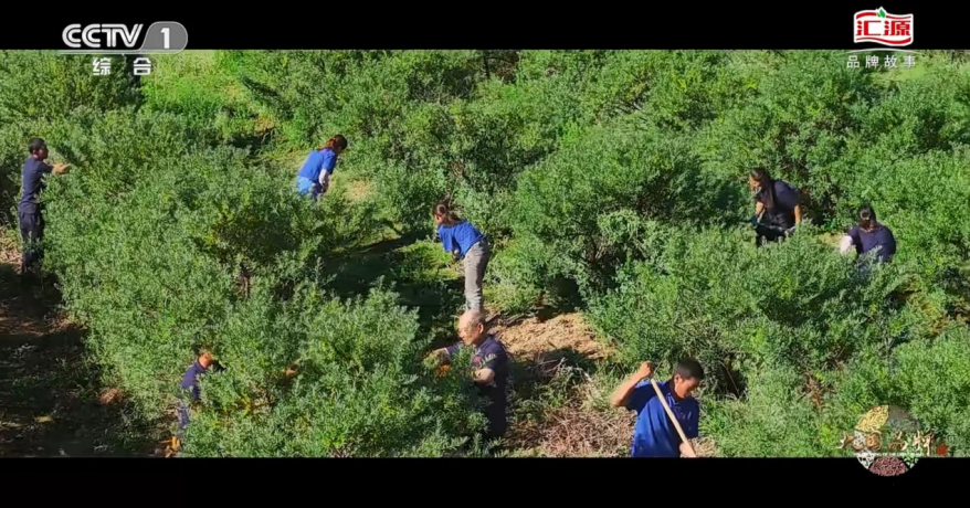 值得一提的是,就在该故事片在央视播出期间,国际沙棘协会(中国)企业委员会2023年年会暨沙棘学术交流会在汇源新疆布尔津沙棘产业园举行,近300位沙棘行业代表参会。这代表着国际沙棘协会对汇源集团沙棘产业发展成果的认可,也标志着汇源集团沙棘产业迈向新阶段。包括中新网、新疆电视台、北京商报、央视频等多家媒体对此次大会给予充分报道,全网媒体报道总量240+篇,互动声量达58万,影响及覆盖人群达2800万人次。