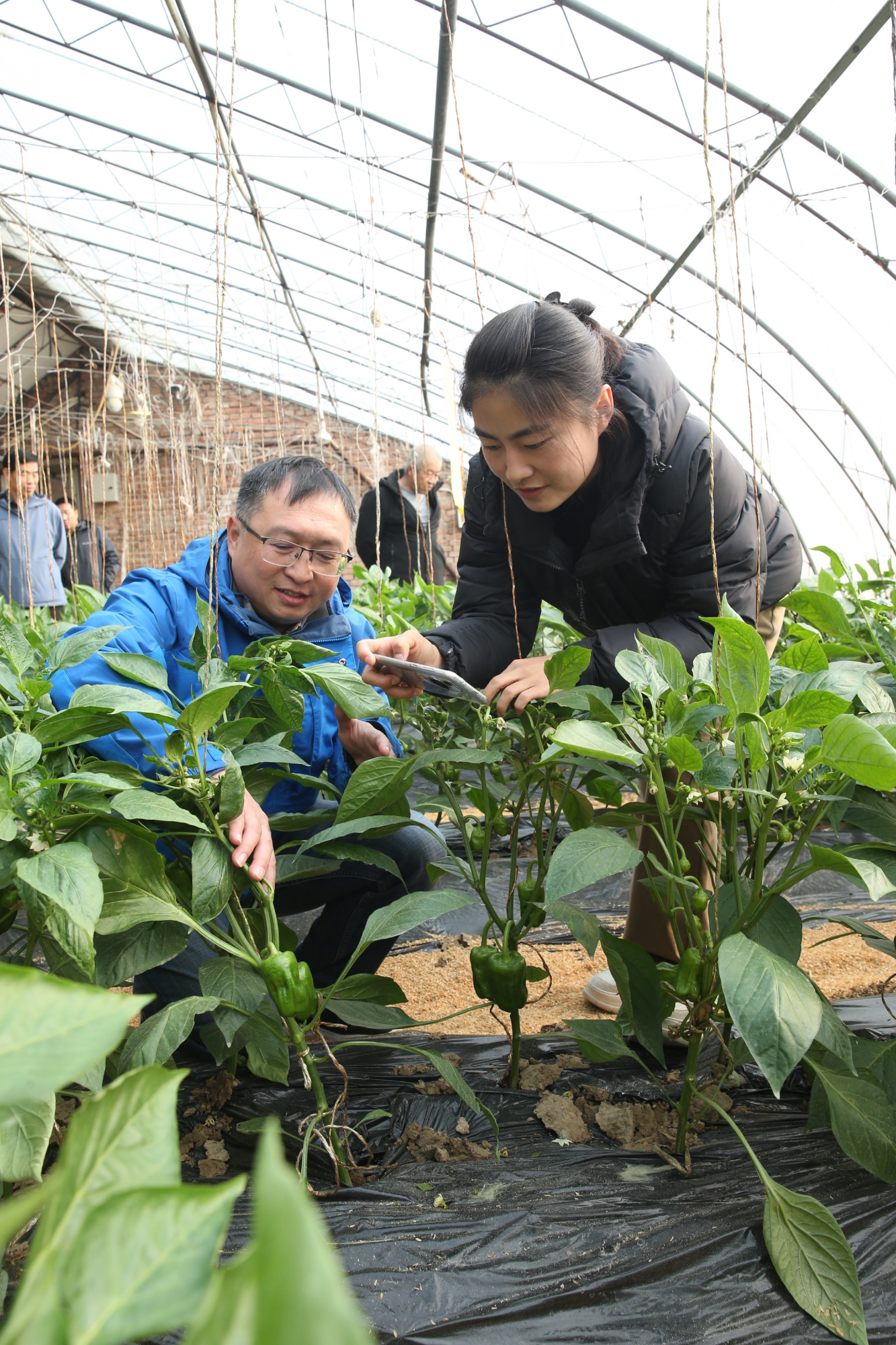 与会者观摩绿奥菜椒绿色生产基地