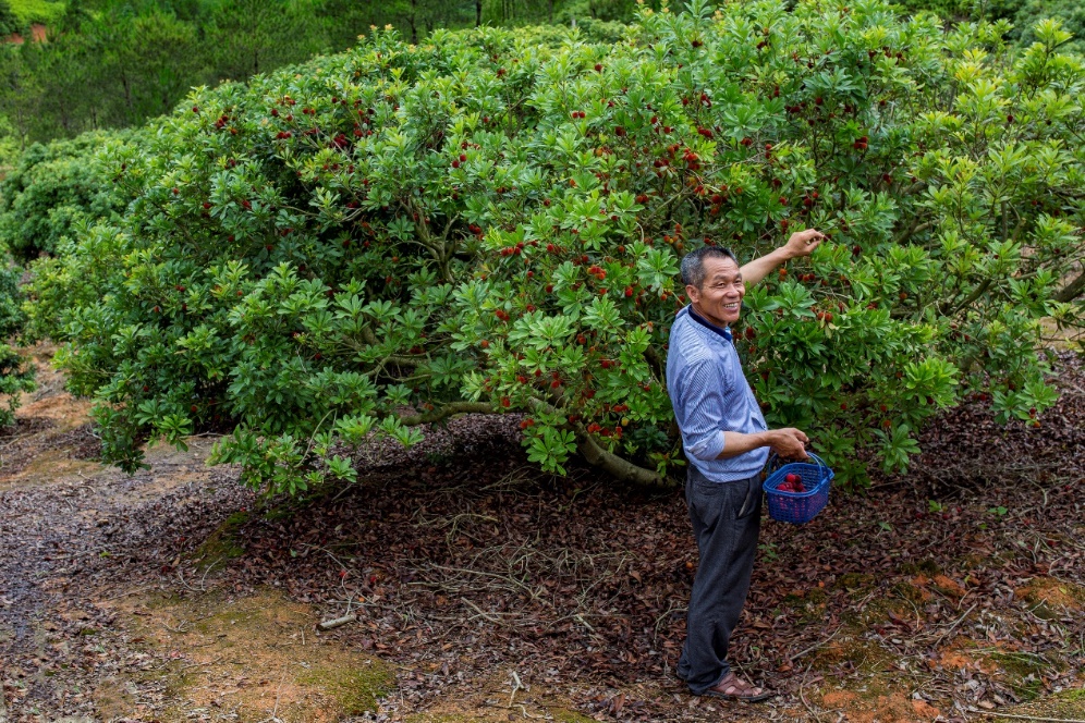 荒山变&ldquo;花果山&rdquo;，村民在采摘杨梅，露出幸福笑容。张亮珍摄