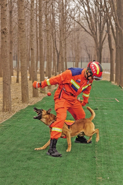 北京朝阳区搜救犬消防站成立以来训导员带领搜救犬共找寻到35名被困
