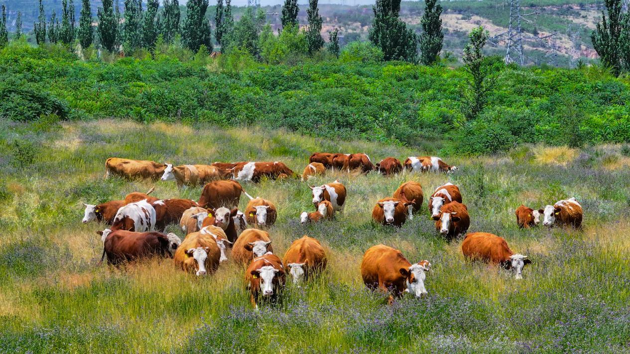 117048227_011f52d3-fa6c-4608-8f77-21cfd2c394f3