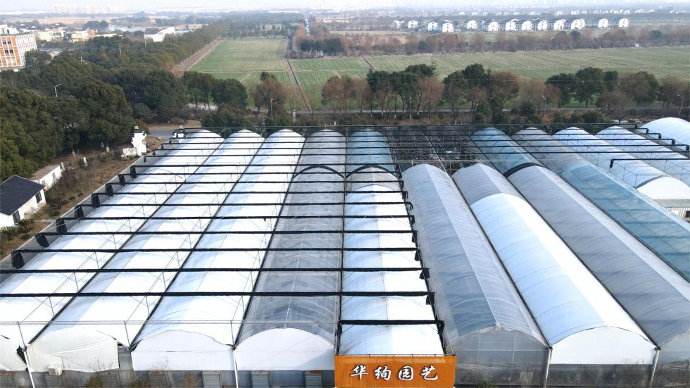 2024年1月9日在江苏省昆山市张浦镇金华村拍摄的花卉温室（无人机照片）新华社记者 柳文惠 摄