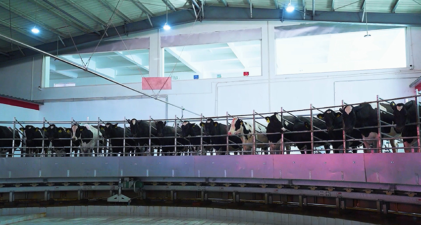 2云端牧场内，正在转盘挤奶机上产奶的奶牛。云端牧场供图