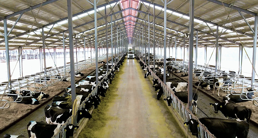 云端牧场的牛舍内景.