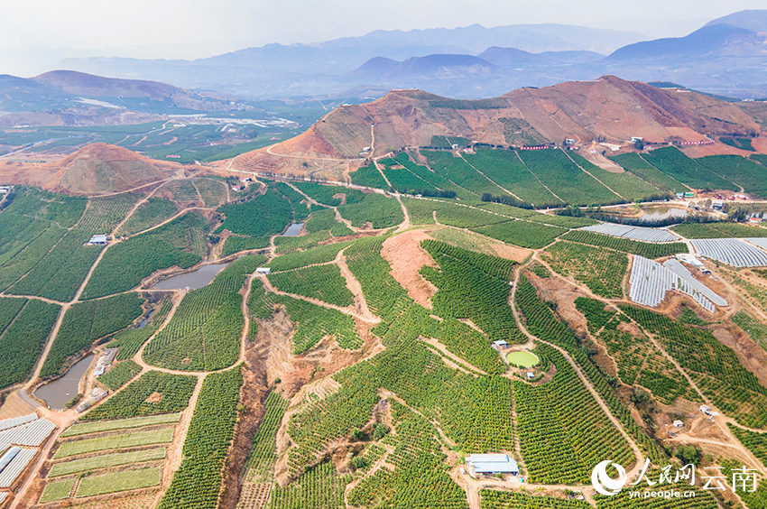 宾川县连片种植的柑橘，让荒坡变绿洲。人民网记者 符皓摄