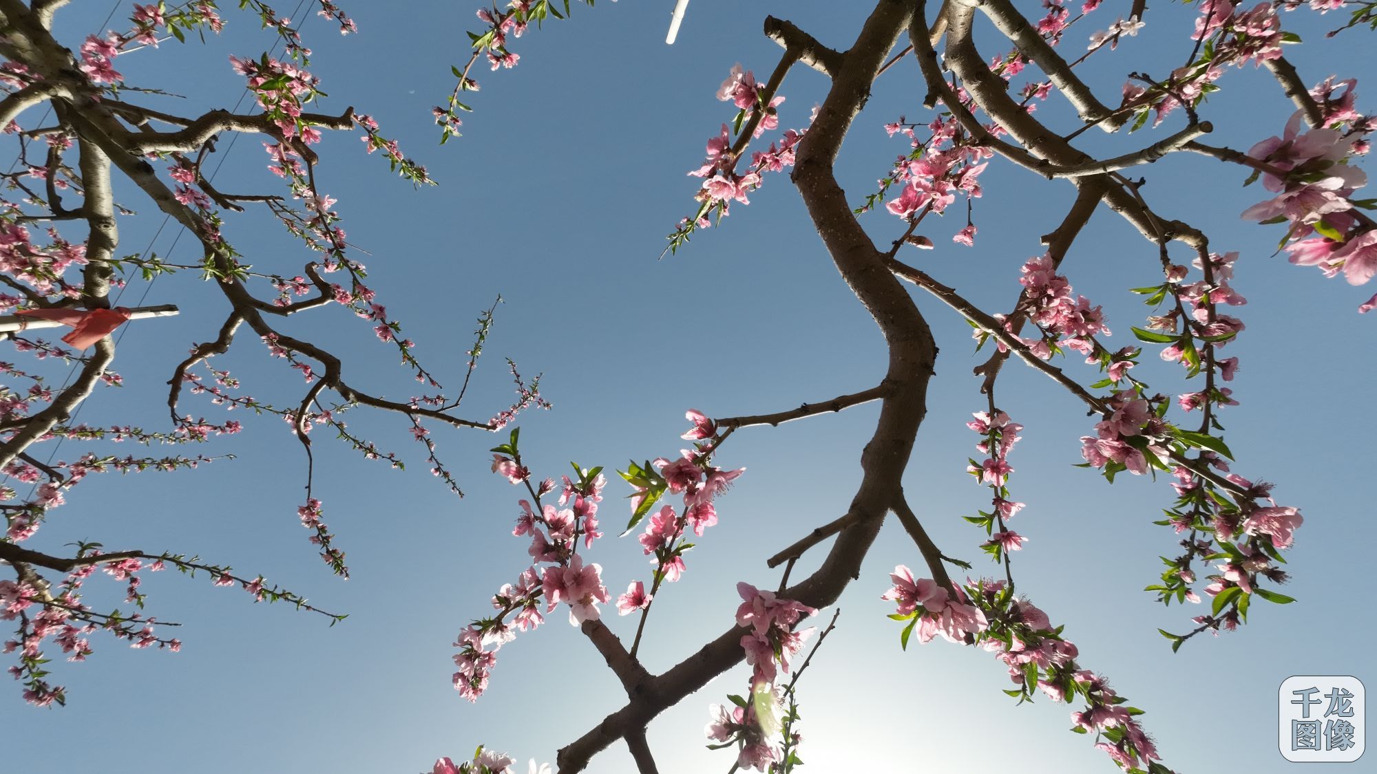 共赴美好乡村之约第二十六届北京平谷国际桃花节开幕