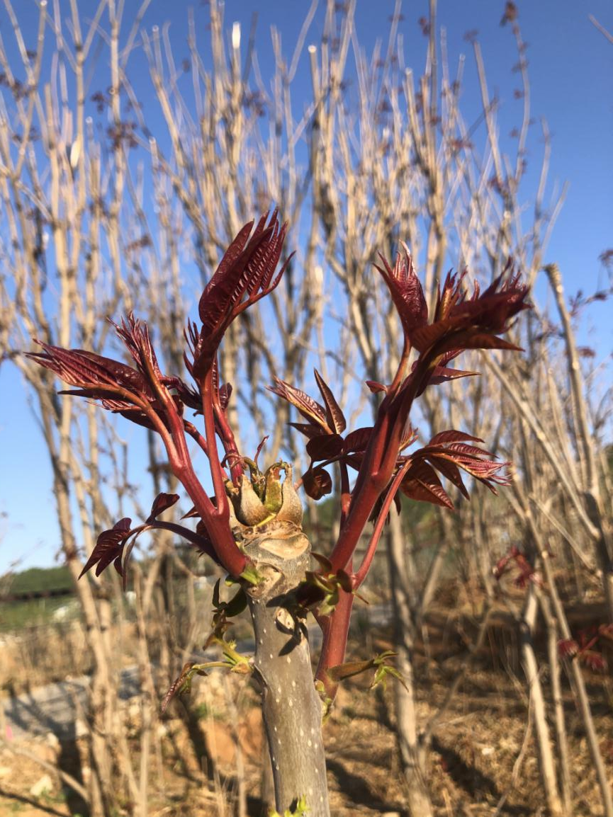 自2016年开始，峪口镇连续多年举办香椿文化节。宫廷香椿美食新吃法、峪口好物、“椿叶原野”艺术展、太空蚕科技文化产业园观光体验、博士农场科普研学、乡村民宿等活动项目精彩纷呈。节庆搭台，香椿唱戏的文化节，创造了新的“椿”日经济。据统计，仅2023年香椿文化节期间休闲农业营业收入12万余元，游客接待量1万余人次，农副产品销售收入52万余元。