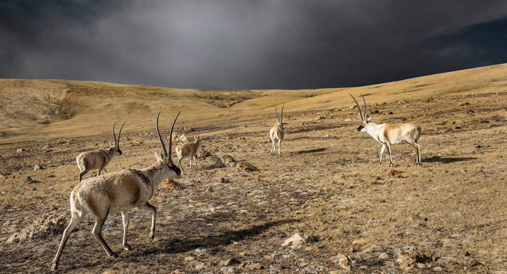 &ldquo;高原精灵&rdquo;藏羚羊。尼玛多吉摄