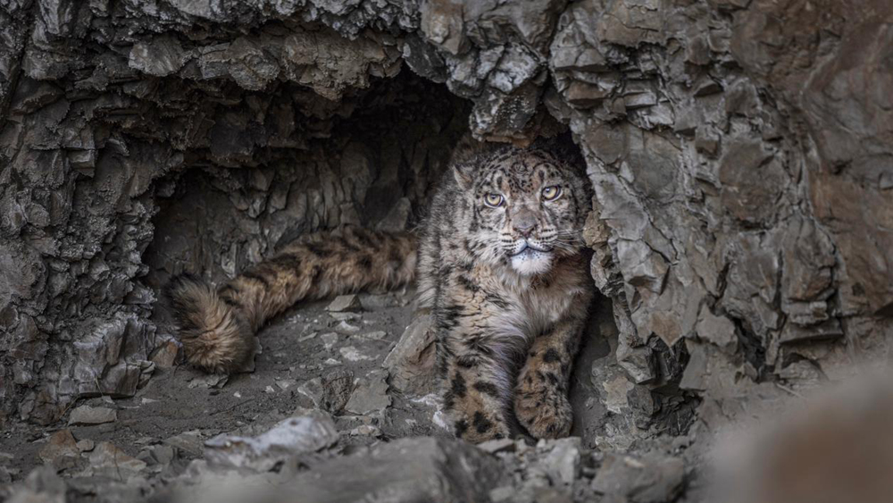 &ldquo;高原精灵&rdquo;雪豹。尼玛多吉摄