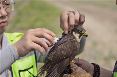 首都机场驱鸟迎来"鹰二代"
