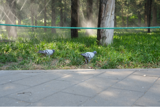 生态环境教育进课堂丨漫步北京中轴线,领略雨燕与生物