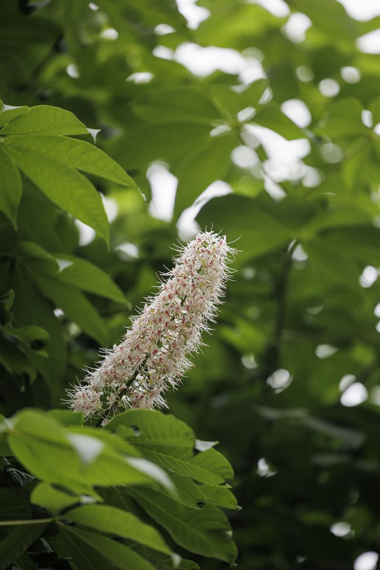 5月20日，上方山国家森林公园，七叶树的花。2018年2月，由中国科学院植物所、动物所分别承担的《上方山植物和植被资源科学考察报告》《上方山陆生脊椎动物资源调查报告》通过专家评审。科考调查显示，上方山公园及周边区域共有维管束植物110科、319属、652种，保存有不少国家和地区级的保护植物。动物资源有脊椎动物149种，其中国家一级保护动物1种、二级18种，北京市一级保护动物17种，二级保护动物63种。