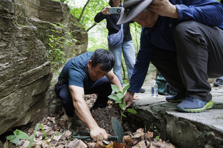 5月20日，上方山国家森林公园，上方山国家森林公园管理处的工作人员陪同科研工作者进行取样。2021年以来，上方山实施“极小种群保护项目”，对槭叶铁线莲、房山紫堇、脱皮榆、省沽油等特色物种进行调查，并采取建设挡墙、抚育、铺设管线、播种、育苗、分殖等方式进行保护及扩繁。