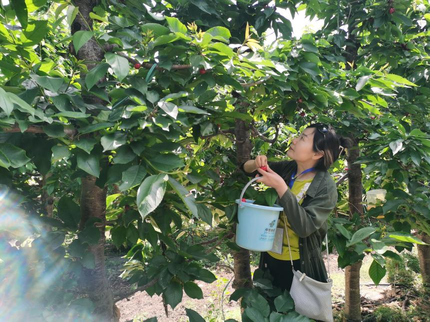 “感觉现在的樱桃很熟，正是果汁比较浓的时候”，市民赵女士说道。“今天的樱桃感觉非常新鲜，咬到嘴里甜甜的、糯糯的、脆脆的，确实是很自然的一种感觉。我今天大概采了十多斤吧，回去也能够跟好朋友分享一点。”市民钟先生：“今天天气十分不错，带孩子一起出来玩一玩，而且能品尝这么好的大樱桃真是很不错，我们一边吃一边采，真是玩嗨了！下次还会来的！”