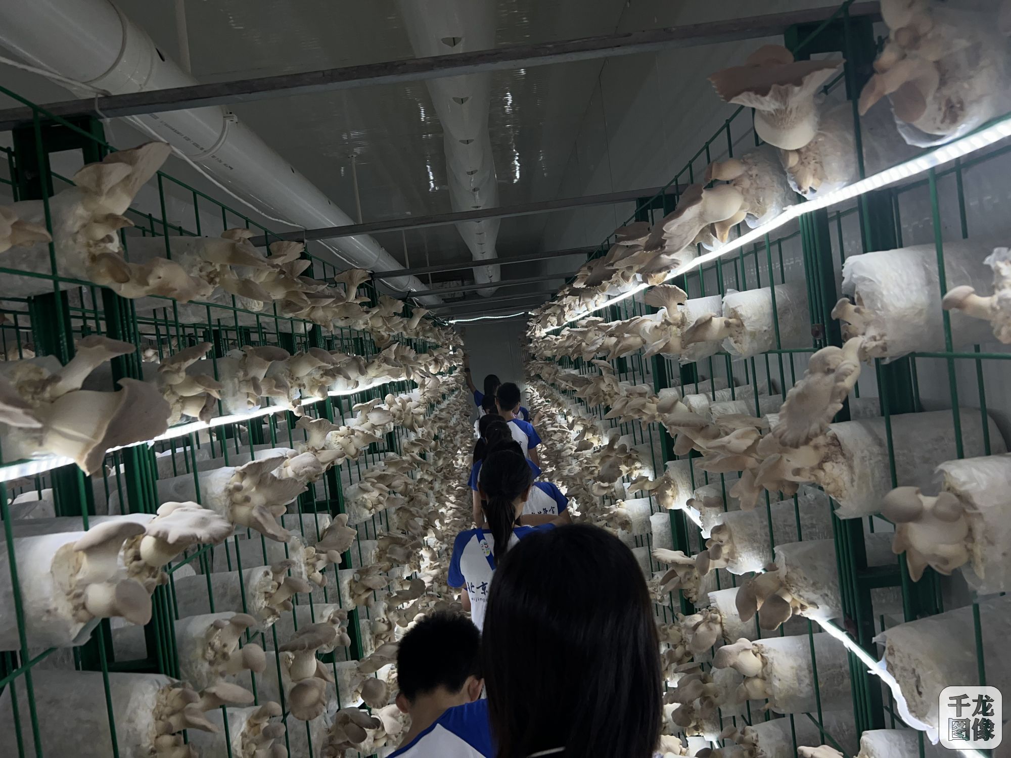 6 蘑菇种植基地参观