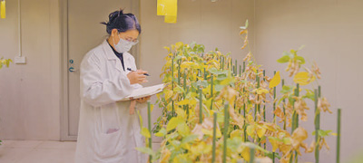 种业公司工作人员查看大豆生长情况。赵 威摄(人民视觉)