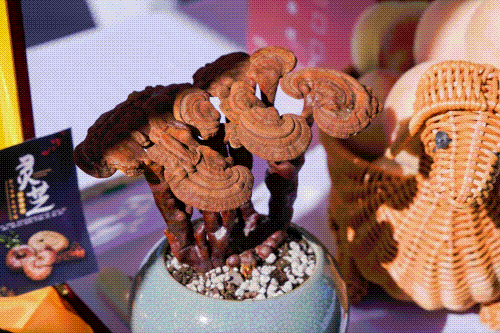 249934b5254817291c405d2ca6d06f85_640_wx_fmt=gif&from=appmsg&tp=webp&wxfrom=5&wx_lazy=1