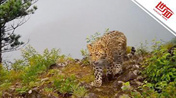 俄罗斯豹之乡国家公园首次拍到远东豹与幼崽同框