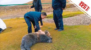 爱心救援：一头幼年棕熊卡进防护网 民警剪断网后给棕熊补充水分