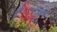 香山红叶将迎最佳观赏期