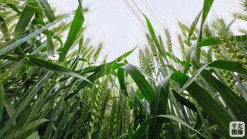 探寻新质生产力 |&ldquo;京字号&rdquo;杂交小麦的&ldquo;成长之旅&rdquo;