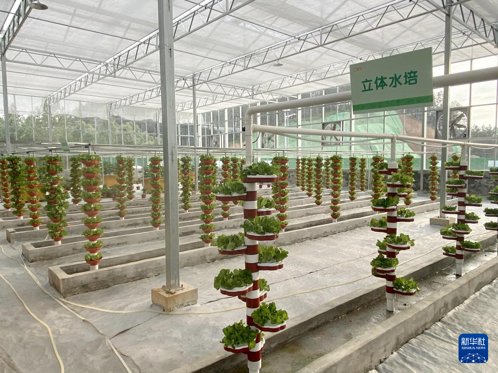 永州市新田县东升农场智慧农业大棚内通过立体水培技术种植的生菜（11月14日摄，手机照片）。新华社记者 柳王敏 摄