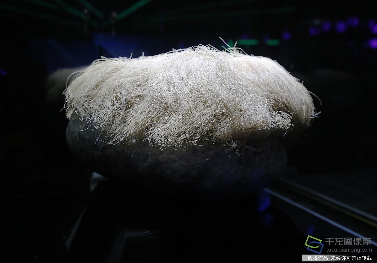 白发石