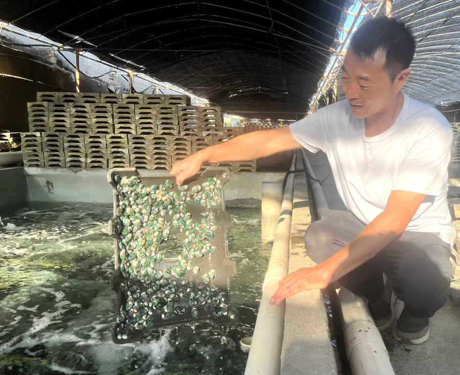 澳角村鲍鱼养殖户郭汉栋在检查鲍鱼苗生长情况。龚雯摄 澳角村鲍鱼养殖户郭汉栋在检查鲍鱼苗生长情况。龚雯摄
