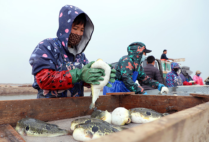 在河北唐山市滦南县河鲀养殖基地,工人们正在忙碌。滦南县委宣传部供图
