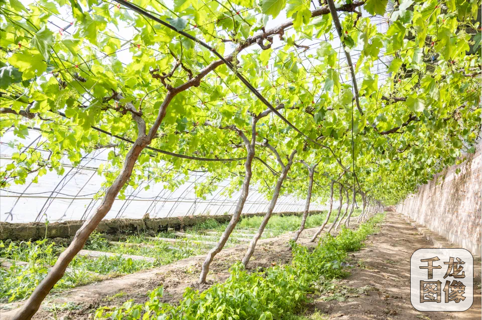 微信图片_20250306101418