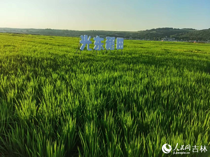 光东村稻田风景美如画(资料图片)。人民网记者 王海跃摄