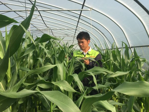 农业黄金玉米乡村振兴