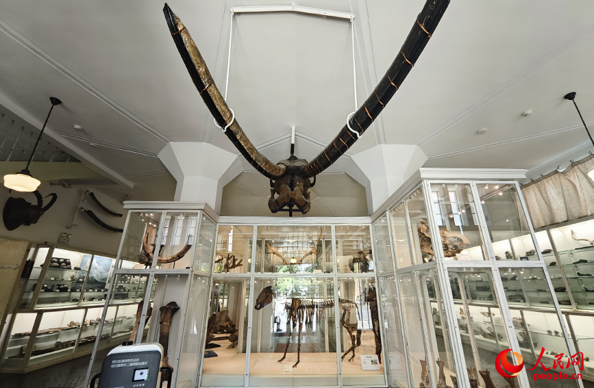 北疆博物院古生物陈列室内的化石标本。人民网记者 孙一凡摄