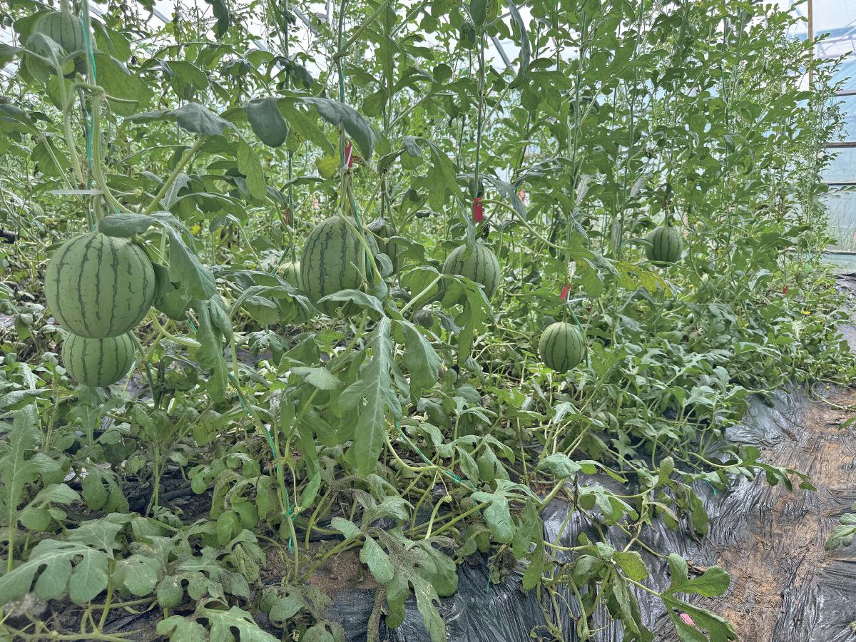 5月，昌平区一农业合作社种植的西瓜陆续成熟。新京报记者耿子叶