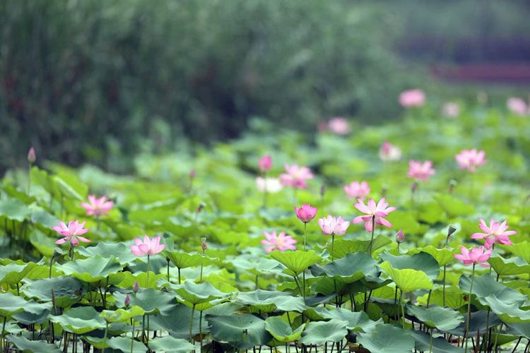 7月9日，位于亮马河航线“二十四桥十八景”上的日升桥，荷花盛开。