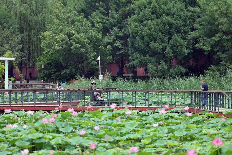市民欣赏湖上盛开的荷花。