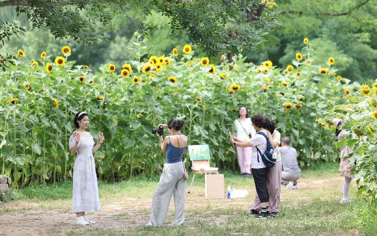 7月14日，奥林匹克森林公园北园“花田野趣”景区，向日葵花海进入最佳观赏期，引来众多市民拍照打卡。