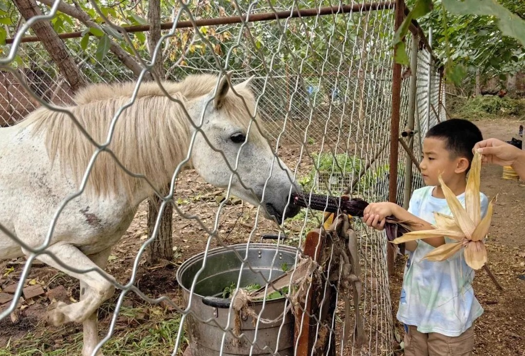 鑫逸农场：位于沙坨村的鑫逸农场不仅是草莓等特色果蔬的甜蜜王国，更是家庭亲子探索自然的宝藏乐园！全家人手持竹篮穿梭其间，亲手摘下带着晨露的果实，在丰收的欢声笑语中，感受最质朴的田园浪漫。家长还可以带着孩子现场学习农作物知识，让孩子在实践中触摸自然的脉搏，收获课本外的鲜活知识。无论是周末遛娃，还是农业研学，鑫逸农场都能带你开启一段难忘的田园之旅！