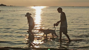 夏日海岸的生命律动