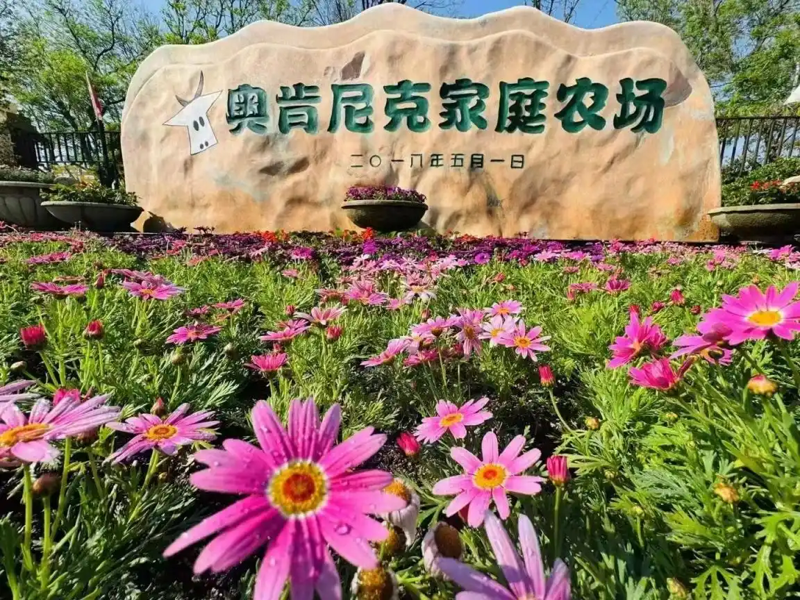 下午：奥肯尼克家庭农场