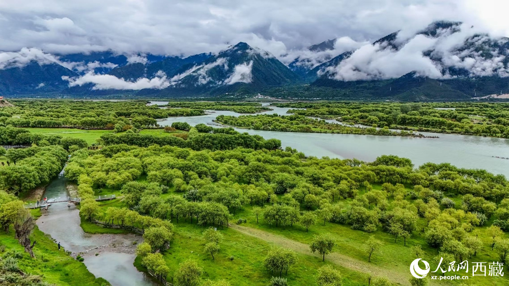 鸟瞰盛夏季节的雅尼湿地风光。人民网记者 次仁罗布摄