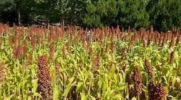 新打卡點(diǎn)！朝陽(yáng)公園里竟然藏著一片莊稼地