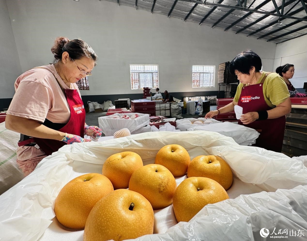 车间工人们在分拣包装秋月梨。人民网 乔姝摄 车间工人们在分拣包装秋月梨。人民网 乔姝摄