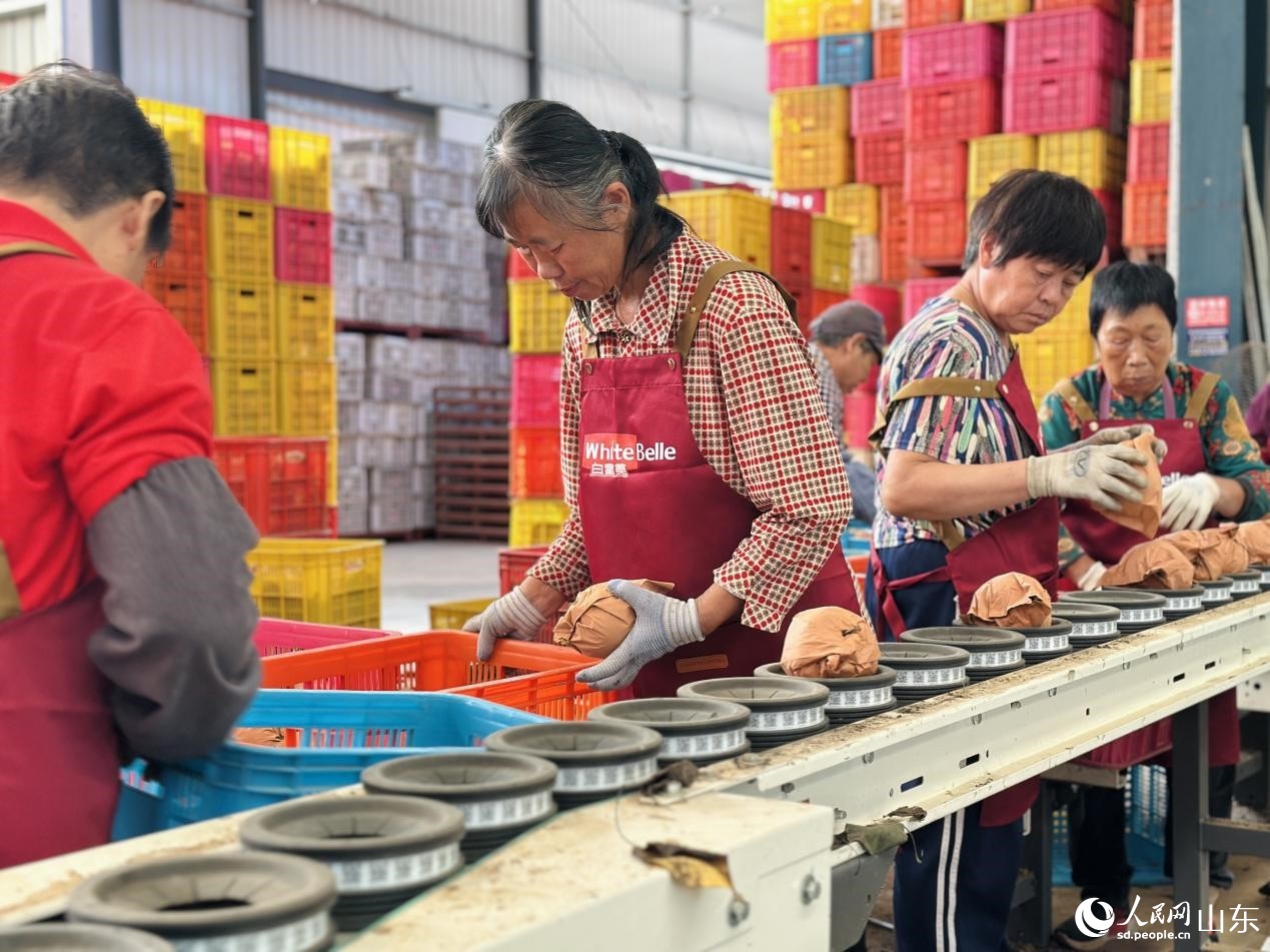 新鲜采摘的秋月梨被逐一放上自动分选机。人民网 乔姝摄 新鲜采摘的秋月梨被逐一放上自动分选机。人民网 乔姝摄
