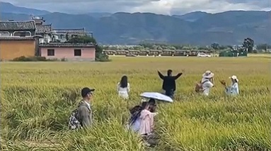 云南大理一稻田遭游客拍照踩踏 镇政府：警示牌难阻游客下田
