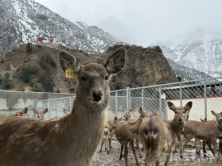 娘蒲乡样本:一只梅花鹿“驮”起的乡村振兴链